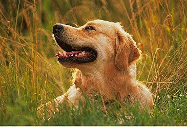《尘封大陆》武器介绍预告 8月10日发售