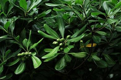 《星球大战绝地：幸存者》上架Steam 暂不支持中文